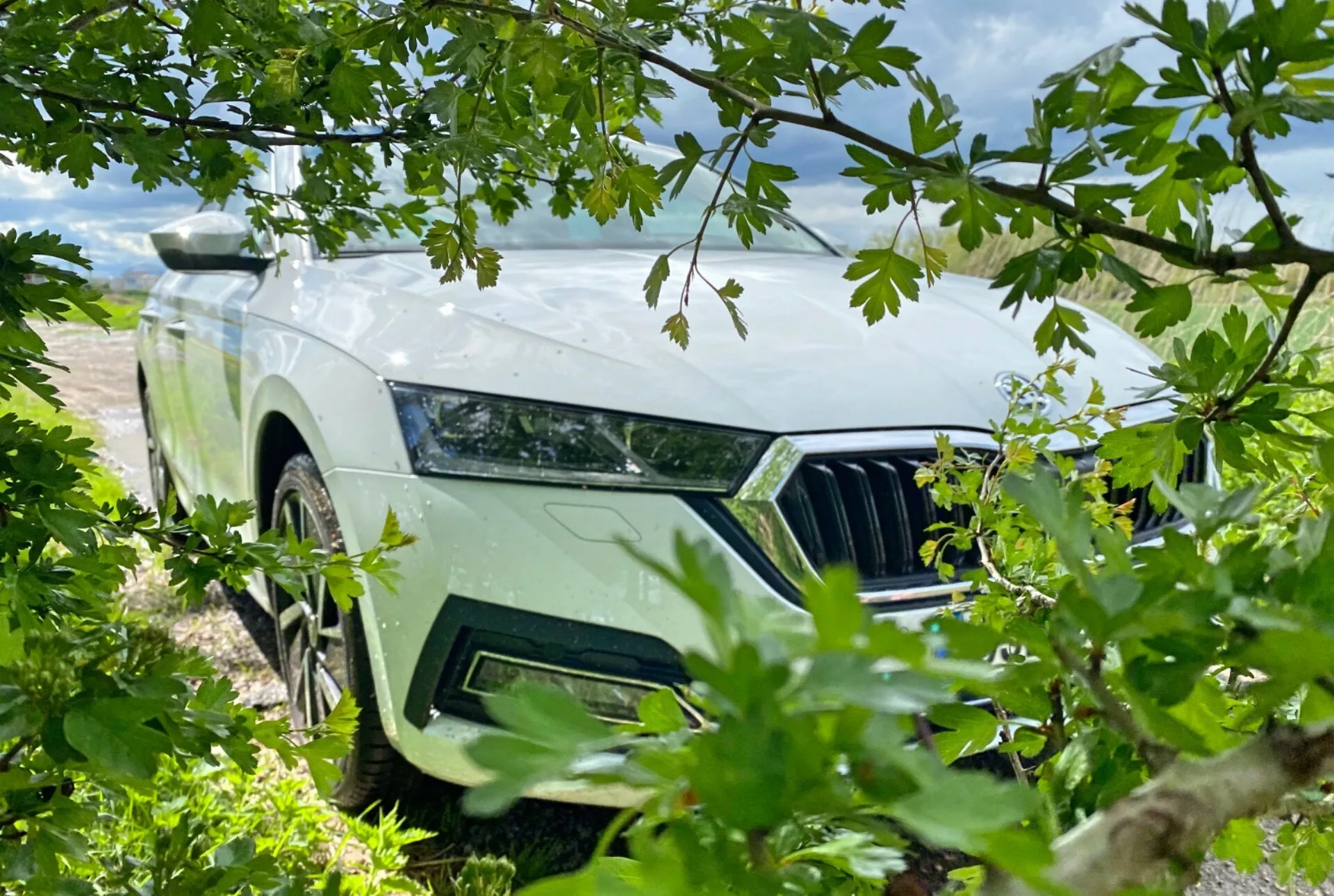 Alacsony szögből készült felvétel egy 2020-as Skoda Octavia Limousine bal első oldaláról, részben lombokkal eltakart. A kép kiemeli az autó elegáns bal első fényszóróját, függőleges lamellás hűtőrácsát és modern mintázatú alufelnijét. A természetes keretezés levelekkel és ágakkal kültéri vagy természetközeli témát sugall, az autó világos színe kontrasztot alkot a zöld növényzettel és a részben felhős éggel.